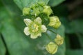 White bryony bryonia alba flower