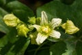 White bryony bryonia alba flower