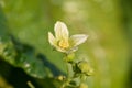 White bryony bryonia alba flower Royalty Free Stock Photo
