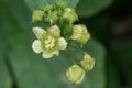 White bryony bryonia alba flower Royalty Free Stock Photo