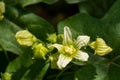 White bryony bryonia alba flower Royalty Free Stock Photo