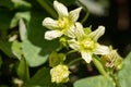 White bryony bryonia alba flower