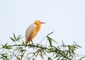 White bubulcus ibis sitting on bamboo tree