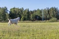 White buck, male goat in sustainable organic farm with green fields under blue sky