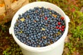 White bucket filled with blueberries Royalty Free Stock Photo