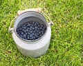 White bucket full of blueberries. Summer scenery from South Bohemia. Classic and idylic