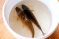 White bucket with two fishes in the water. Caught live fish