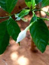 White bud flower with stem, pedicle and green leaves