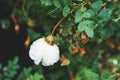 White Bud in the Garden after Rain Rose with Raindrops Close Up Horizontal Royalty Free Stock Photo