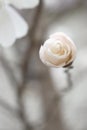 White bud of the magnolia, next to the unfurled flower Royalty Free Stock Photo