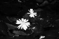 White buddha lotus black background