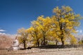 White buddhist stupa with autum trees Royalty Free Stock Photo