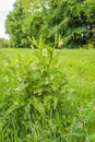 White budding, flowering and overblown blooms of a common comfrey plant.