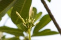 White budding tropical flowers (Plumeria, Frangipani) whit red a