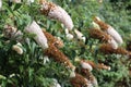 white Buddleia Royalty Free Stock Photo