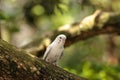 White Budgerigar parakeet bird Melopsittacus undulatus Royalty Free Stock Photo