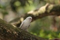 White Budgerigar parakeet bird Melopsittacus undulatus Royalty Free Stock Photo