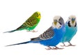 White budgie and green budgie isolated Royalty Free Stock Photo