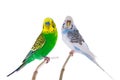 White budgie and green budgie isolated Royalty Free Stock Photo