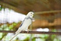 White budgie parrot pet bird or budgerigar parakeet common in the cage bird farm Royalty Free Stock Photo