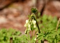 White Buds of a Bleeding Heart Perennial Royalty Free Stock Photo