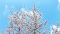 White buds of flowers in the blue clear sky.