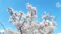 White buds of flowers in the blue clear sky.