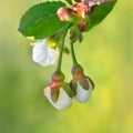 White buds and green leaves