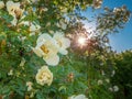 White buds of magnificently blossoming wild rose against the background of the shining sunshine
