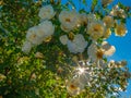 White buds of magnificently blossoming wild rose against the background of the shining sunshine