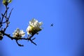 White buds on the magnolia tree, with backlit insect silhouette, in the springtime and against a blue clear sky