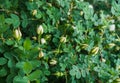 White buds and wild rose flowers in the garden