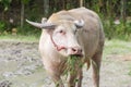 White buffalo eatting grass. Close up.