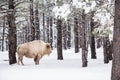 White Buffalo in Forest Royalty Free Stock Photo