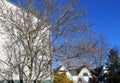 White building and tree against blue sky in winter