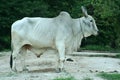 White bull Royalty Free Stock Photo