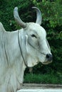 White bull Royalty Free Stock Photo