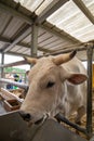 White bull with big horns on a farm