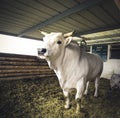 White bull with big horns on a farm