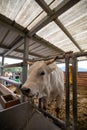 White bull with big horns on a farm
