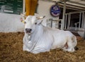White bull with big horns on a farm