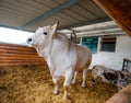 White bull with big horns on a farm