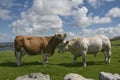 White bull and brown cow Royalty Free Stock Photo