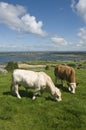 White bull and brown cow Royalty Free Stock Photo