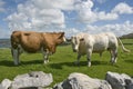 White bull and brown cow Royalty Free Stock Photo