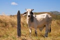 White Bull on a Farm Royalty Free Stock Photo