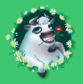 White bull fun head symbol of 2021 chews grass. Greeting card cow and chamomile vignette