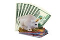 White bull with gold horns on money and creditcard