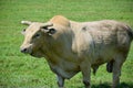 Rodeo white Bull Cowtown New Jersey Royalty Free Stock Photo