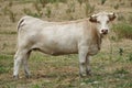 White bull standing in french field looking in camera Royalty Free Stock Photo